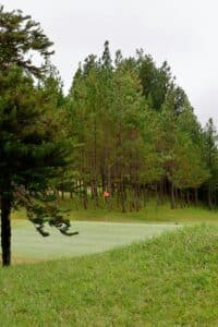 Golf Course with Pine Trees and Flag