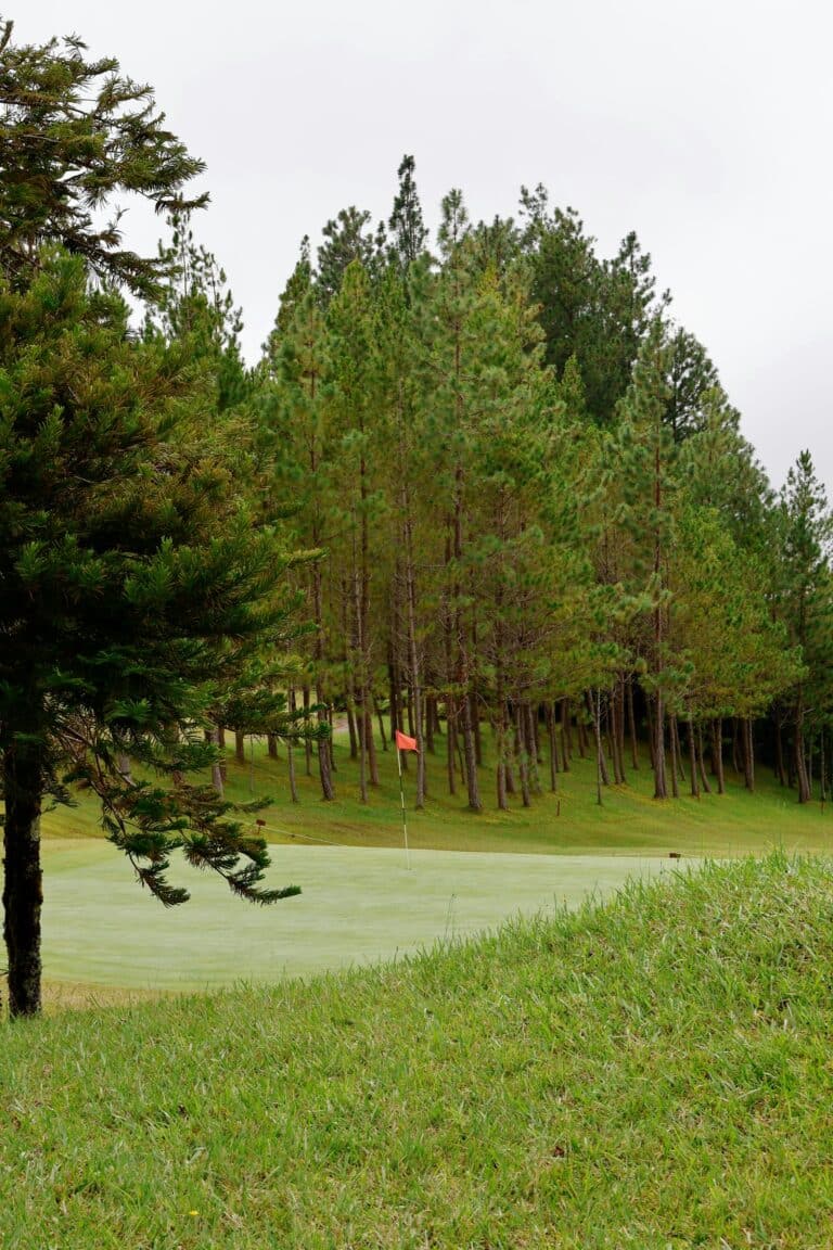 Golf Course with Pine Trees and Flag