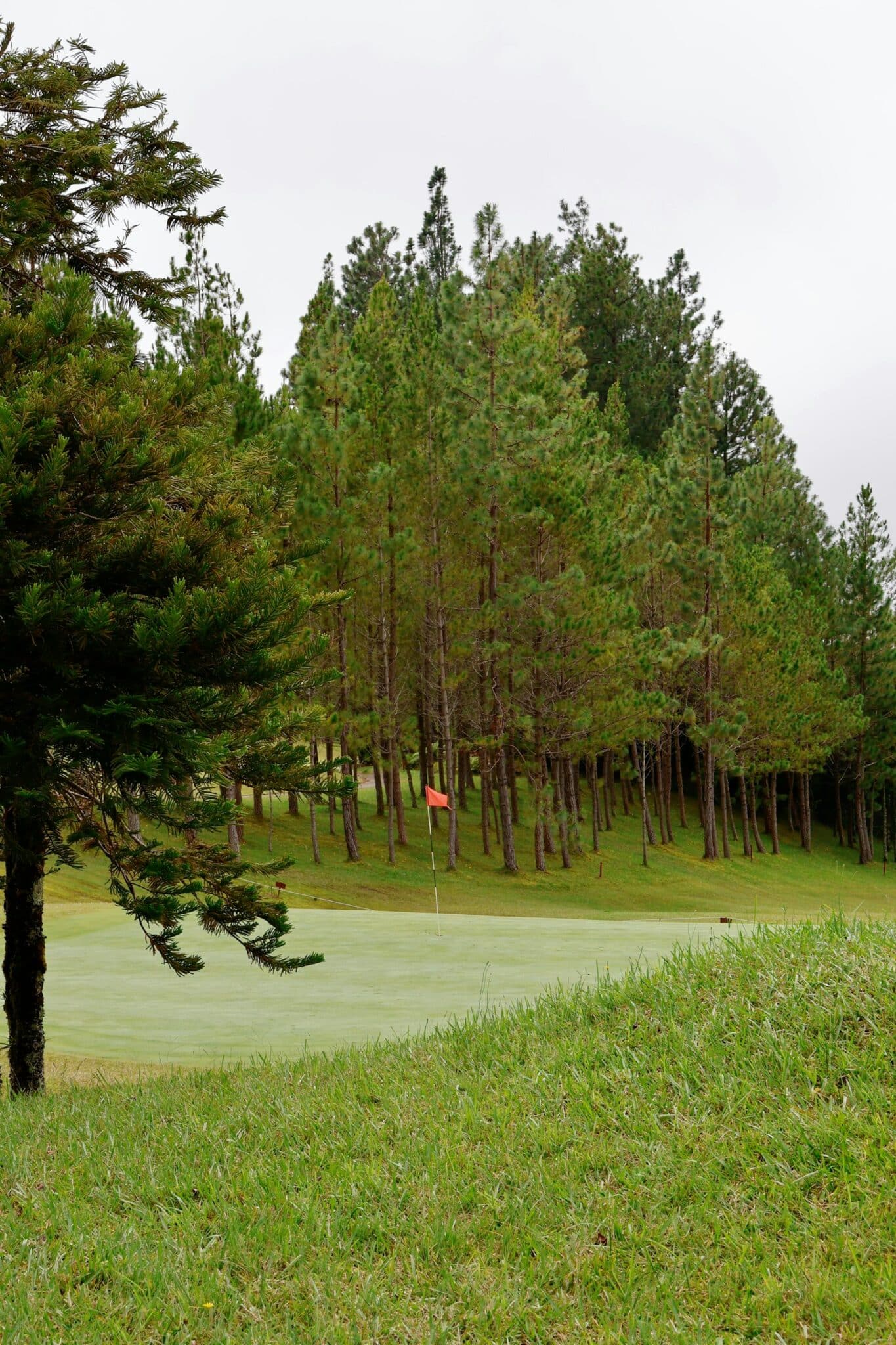 Golf Course with Pine Trees and Flag